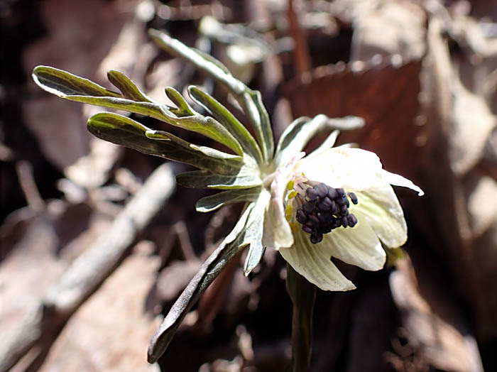 photo淡い黄色の花雄蕊がいっぱい