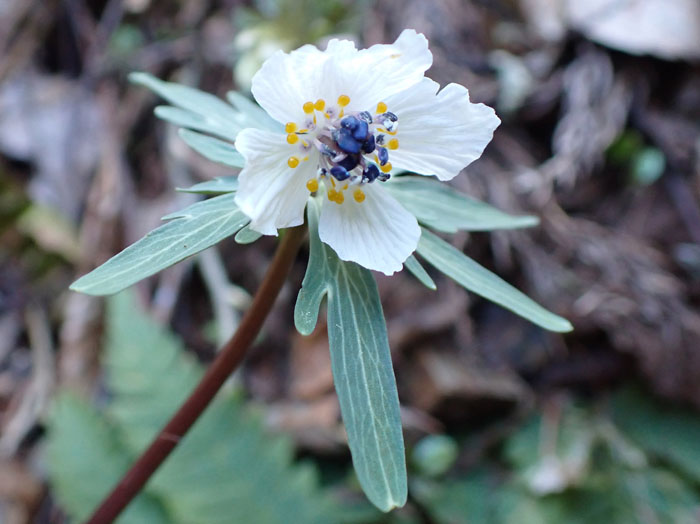 photo雌蕊が見えない