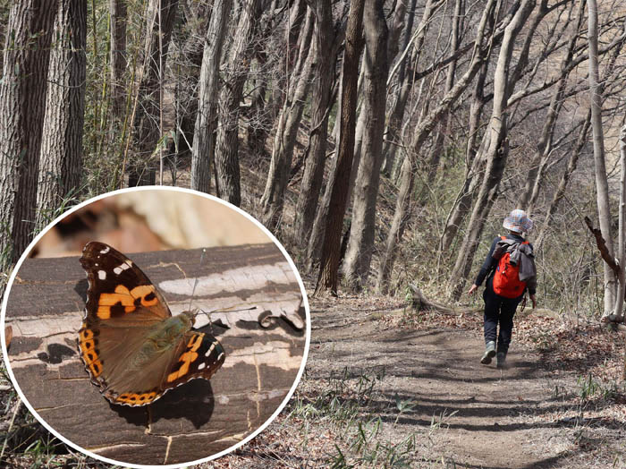 photo10アカタテハ舞う道を行く
