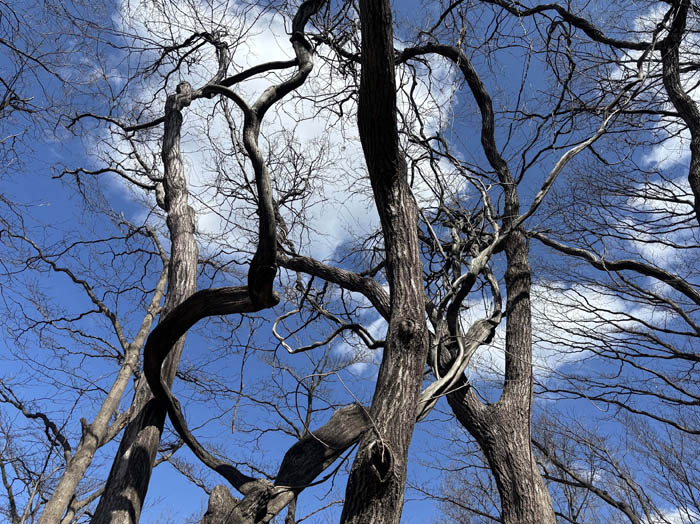 photo11巨大なツルが多い