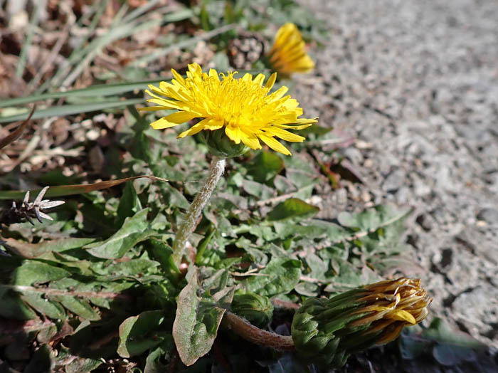 photoカントウタンポポ