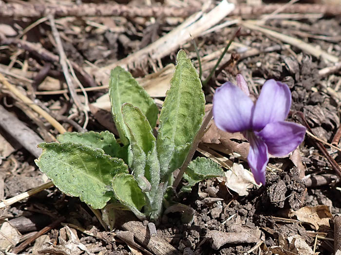 photoスミレ仲間