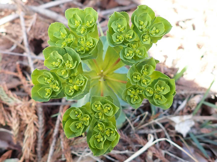 photoトウダイグサ