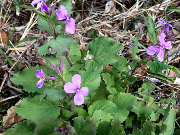 photoオオアラセイトウ