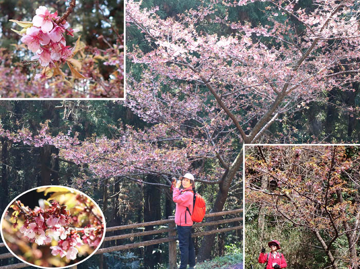 photo4河津桜が咲いている