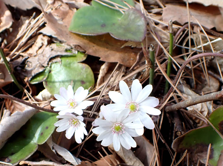 photo12全体が白っぽいミスミソウ