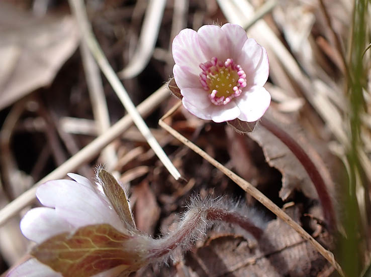 photo13淡いピンクのミスミソウ