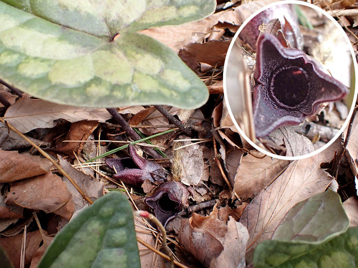 photo15開き始めのコシノカンアオイ