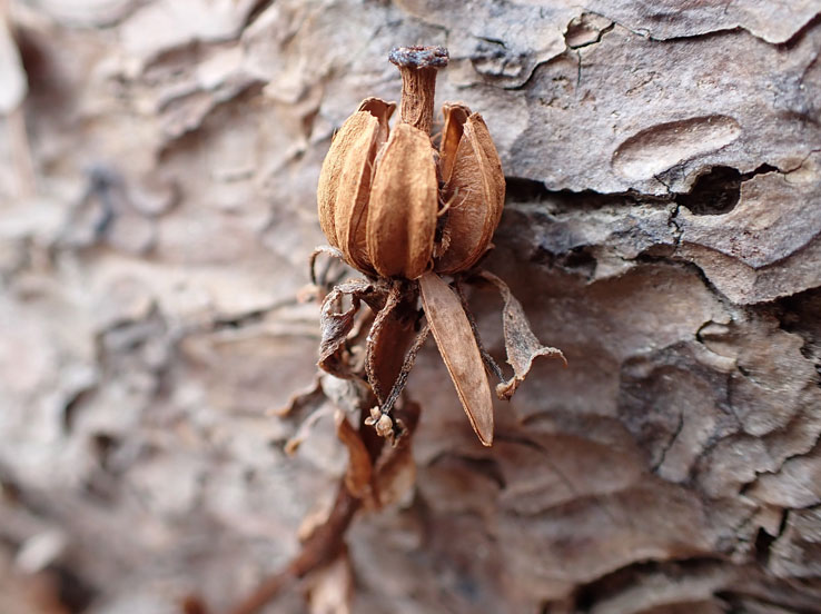photo16アキノギンリョウソウ（ツツジ科）実