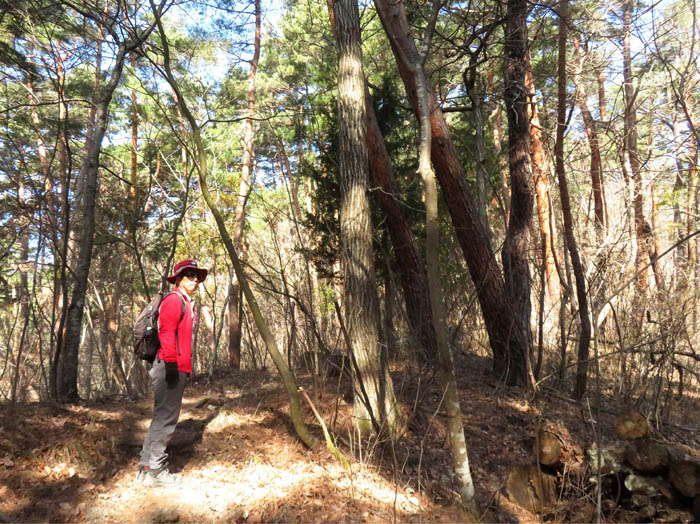 photoちょっと荒れた森