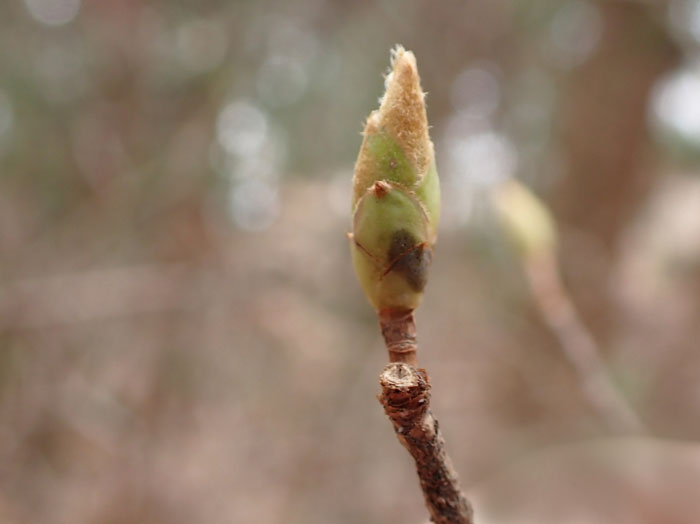 photoツツジ仲間