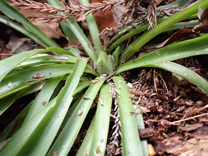 photoショウジョウバカマ