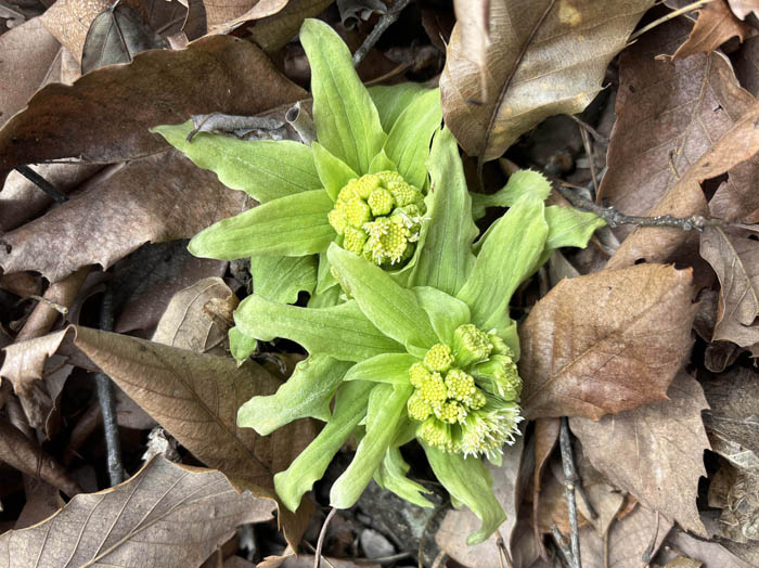 photo6フキノトウが出てきた