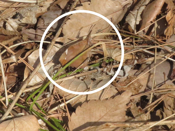 photo7まるで枯葉にしか見えない蝶