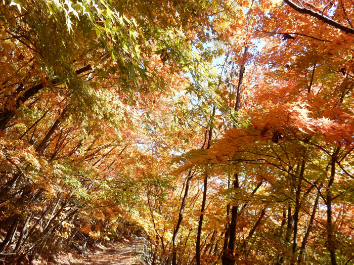photo：地附山の紅葉