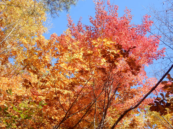 photo：地附山の紅葉