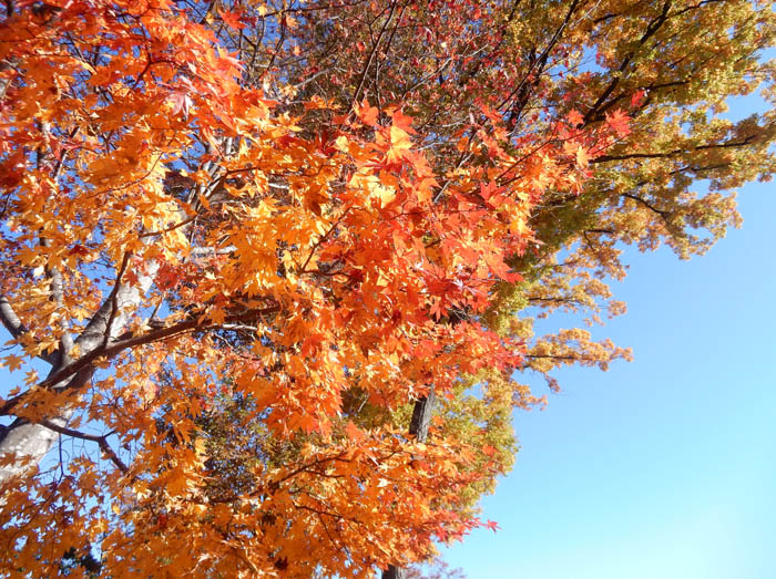 photo：美しいカエデの紅葉・葛山