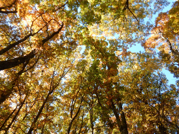 photo：紅葉・葛山
