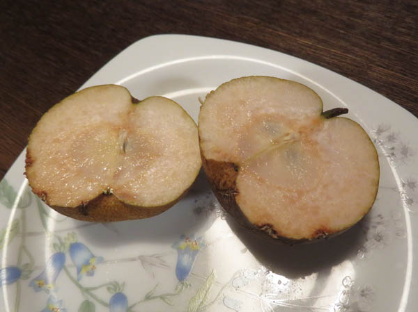 photo：ヤマナシの実を割って