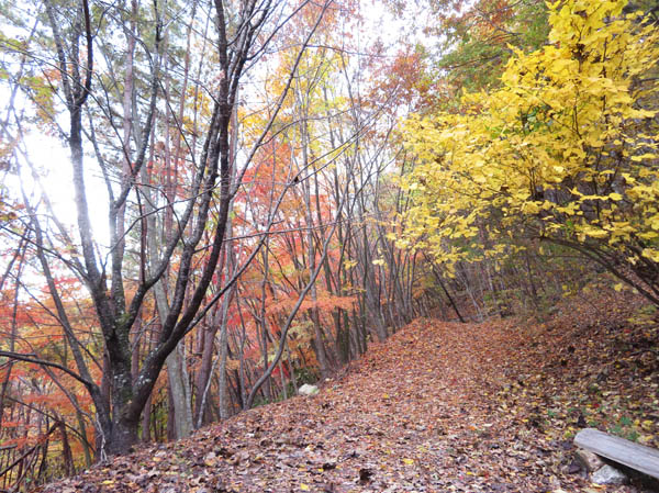 photo：紅葉の様子・地附山