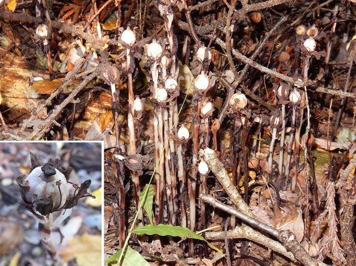 photo：アキノギンリョウソウ群落・葛山登山道脇