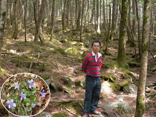 photo：深い森にぽつりとスミレ・乾徳山