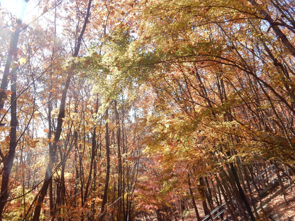 photo：紅葉　地附山
