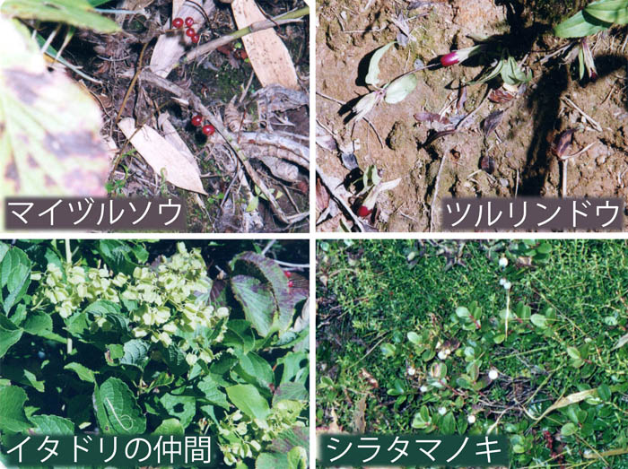 photo：マイズルソウ,ツルリンドウ,イタドリの仲間,シラタマノキ