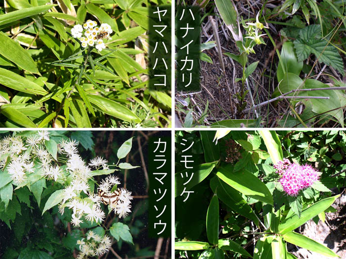 photo：ヤマハハコ,ハナイカリ,カラマツソウ,シモツケ・大菩薩嶺