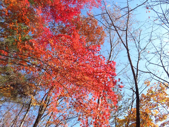 photo：真っ赤なカエデ・地附山