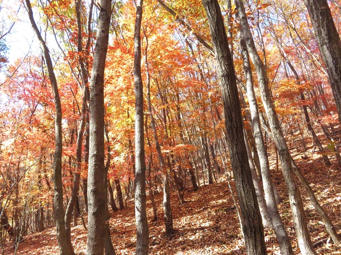 photo：地面も紅葉・地附山