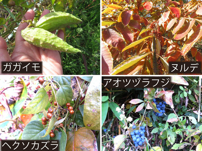 photo：ガガイモ,ヌルデ,ヘクソカズラ,アオツヅラフジ・大峰山の麓