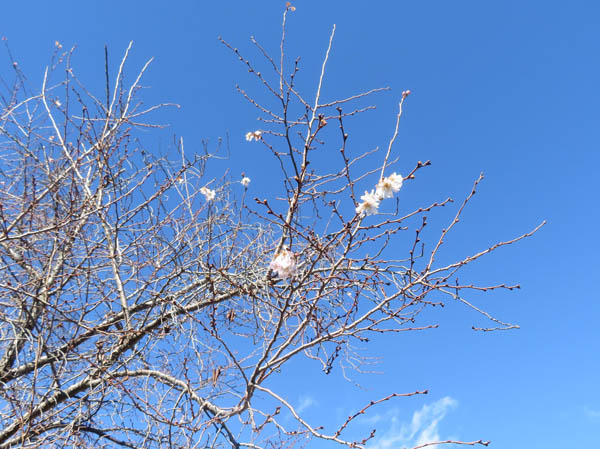photo：桜の花・長野市城山公園