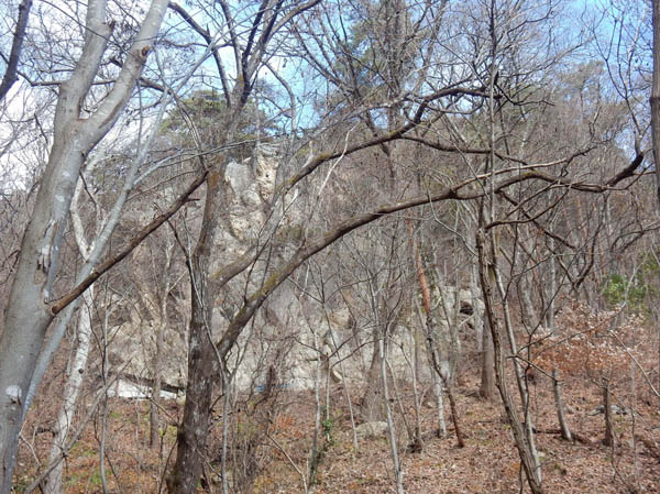 photo：キキョウの実・地附山