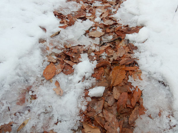 photo：雪が残る山道　地附山