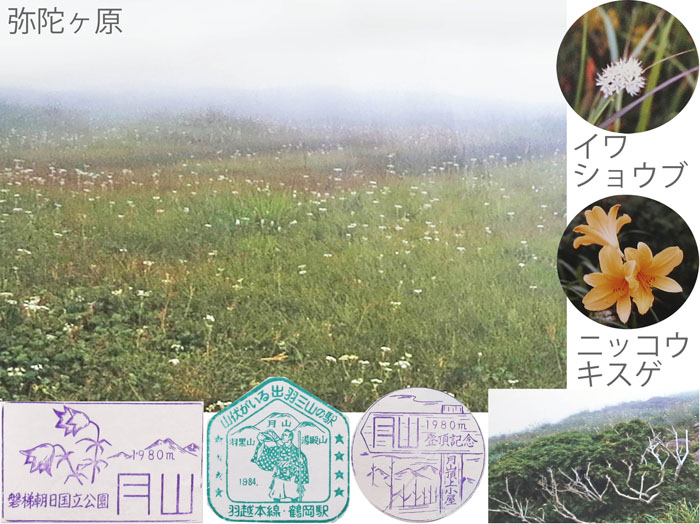 photo：弥陀ヶ原の花々・月山