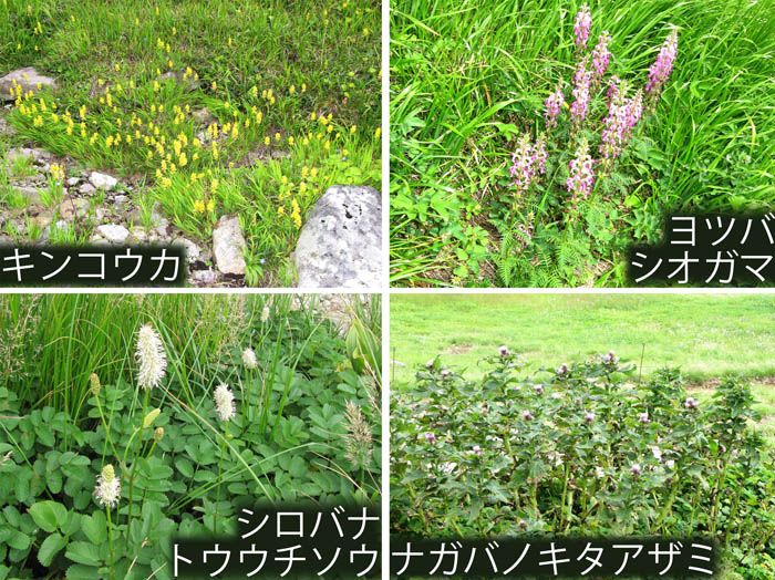 photo：キンコウカ,ヨツバシオガマ,シロバナトウウチソウ,ナガバノキタアザミ・月山
