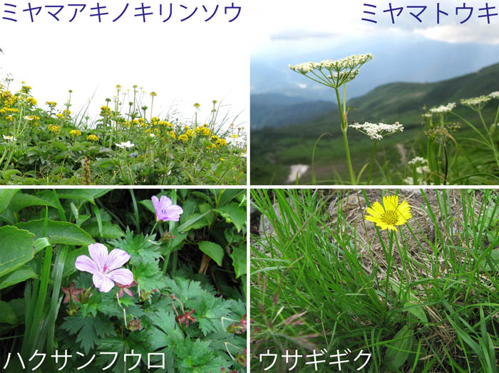 photo：ミヤマアキノキリンソウ,ミヤマトウキ,ハクサンフウロ,ウサギギク・月山