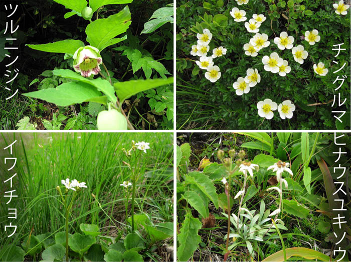 photo：ツルニンジン,チングルマ,イワイチョウ,ヒナウスユキソウ・月山