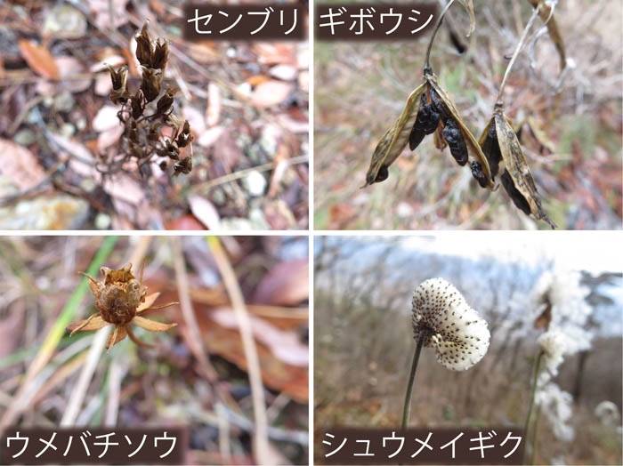 photo：センブリ,ギボウシ,ウメバチソウ,シュウメイギク・大峰山,地附山