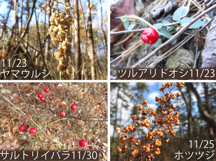 photo：木の実１・ヤマウルシ,ツルアリドウシ,サルトリイバラ,ホツツジ・大峰山,地附山