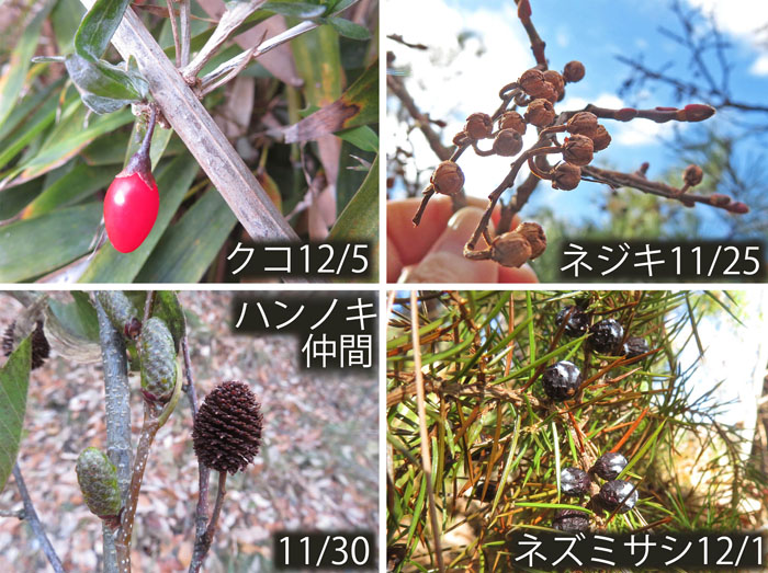 photo：木の実１・クコ,ネジキ,ハンノキ,ネウミサシ・大峰山,地附山