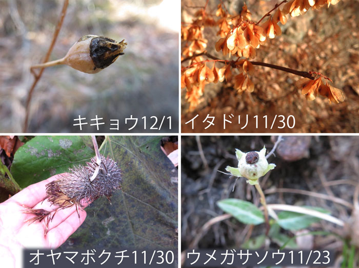 photo：草花の実・キキョウ,イタドリ,オヤマボクチ,ウメガサソウ・大峰山,地附山