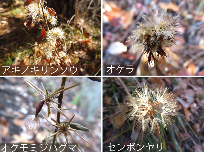 photo：草花の実・アキノキリンソウ,オケラ,オクモミジハグマ,センボンヤリ・大峰山,地附山