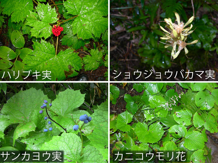 photo：花や実や・ハリブキの実,ショウジョウバカマの実,サンカヨウの実,カニコウモリの花・西吾妻山登山