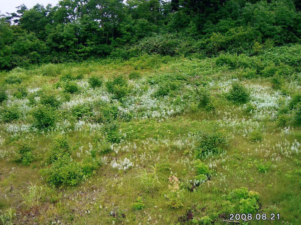 photo：リフトから見下ろすヤマハハコの群落・西吾妻山登山