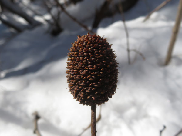 photo：木の種　地附山で