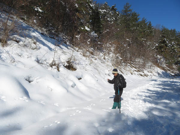 photo：イカル　地附山山頂付近で