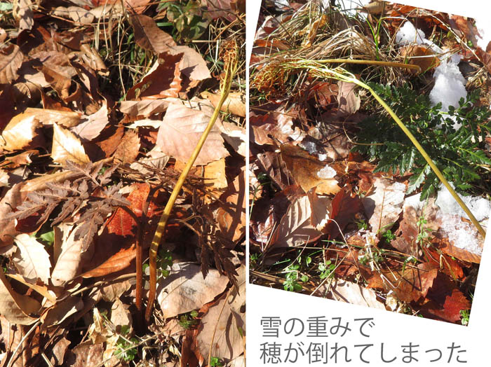 photo：フユノハナワラビ・茶臼山
