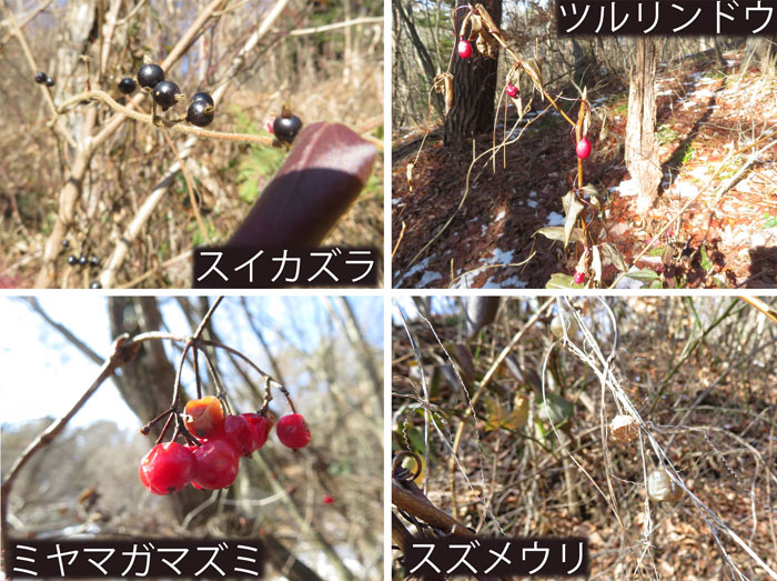 photo：わずかに残る実・スイカズラ,ツルリンドウ,ミヤマガマズミ,スズメウリ・茶臼山